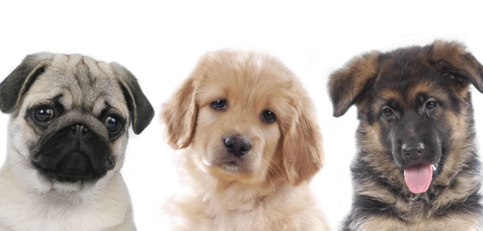 Easter chocolate can be a killer, warn vets
