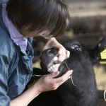 Welfare awards shortlist announced worming