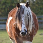 Charities link to improve ponies’ welfare BRACKEN