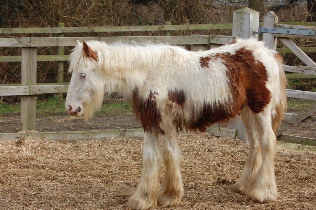 Young horses most at risk from encysted redworm