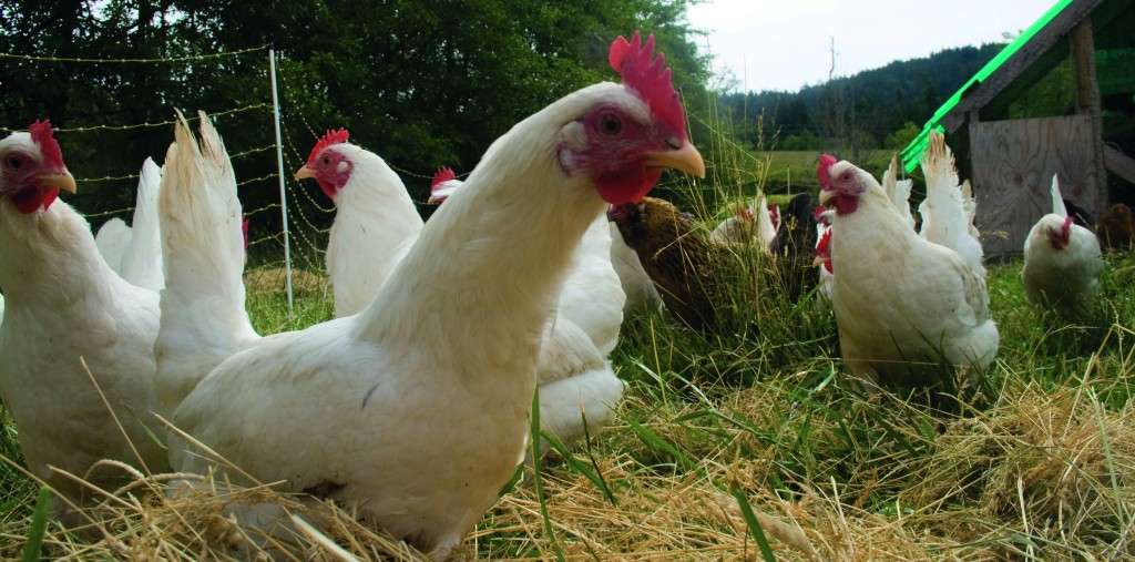 UK farming leaders call for extension on free-range status