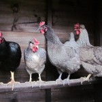 Targeted approach to bird flu planned Garden Hens Chicken Vet