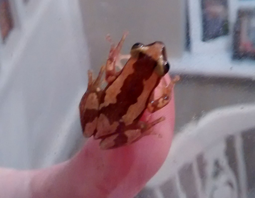 Hoppy Valentine’s Day surprise