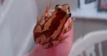 Hoppy Valentine’s Day surprise frog edit