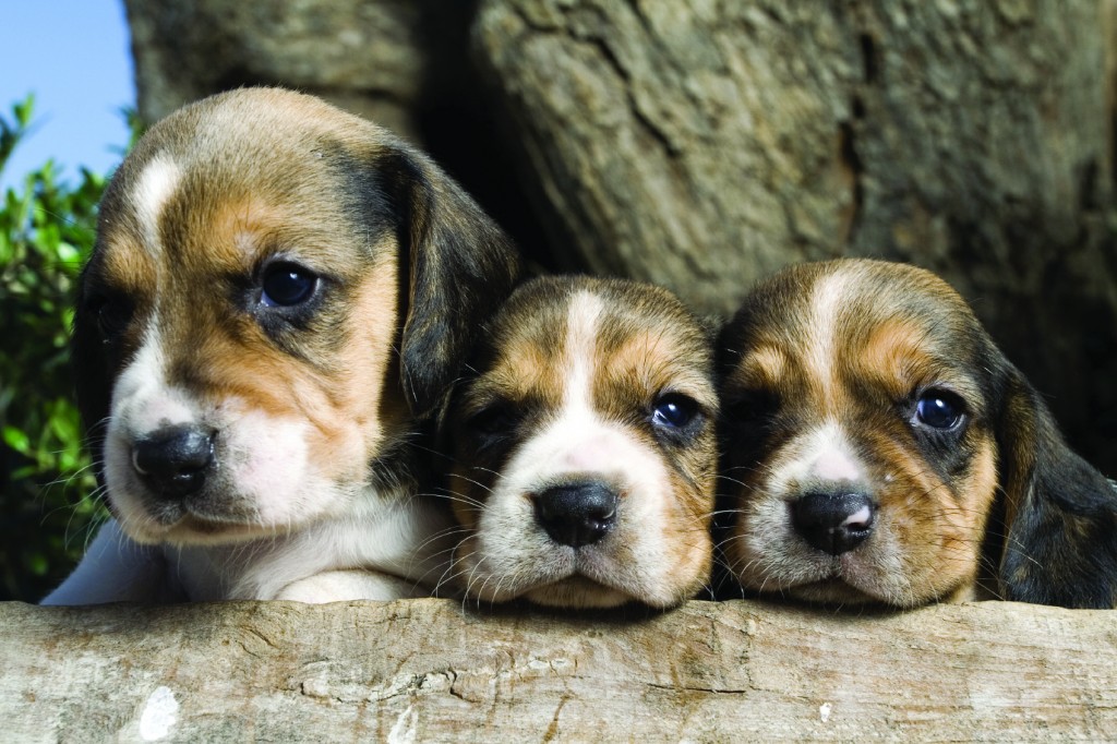 Defra in new puppy sales move