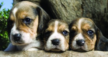 Awareness campaign highlights ‘nasty crime’ Adoreble puppies