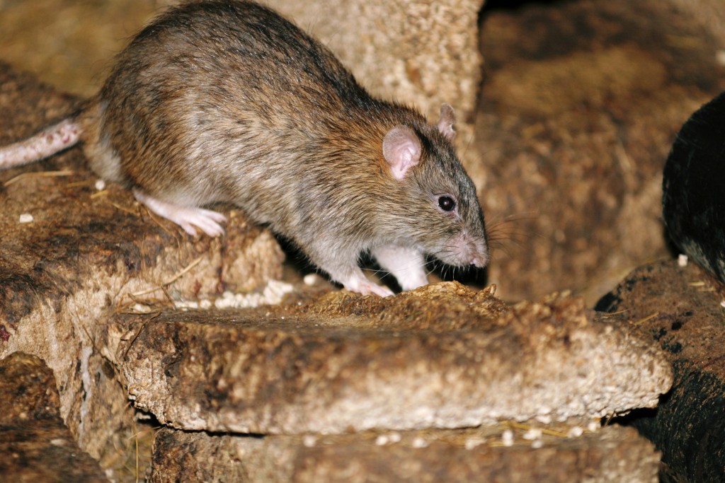 First rodenticide stewardship scheme survey published