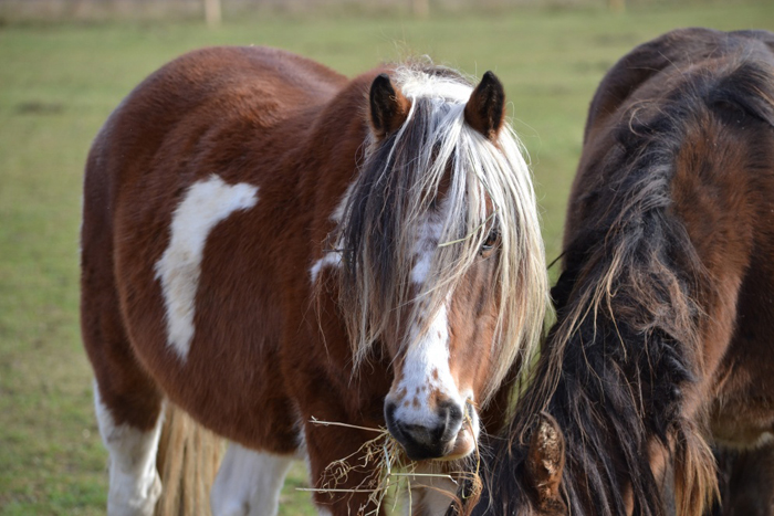 Help provide a vital picture of equine health