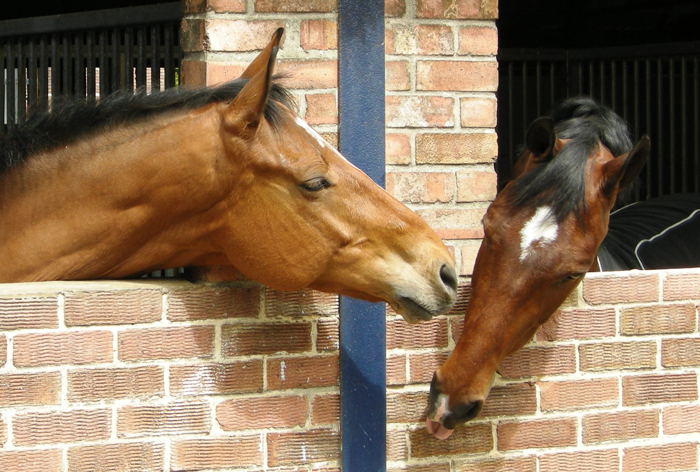 Get SMART at worm egg count masterclass