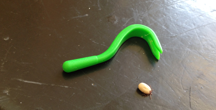 New research could help battle against ticks