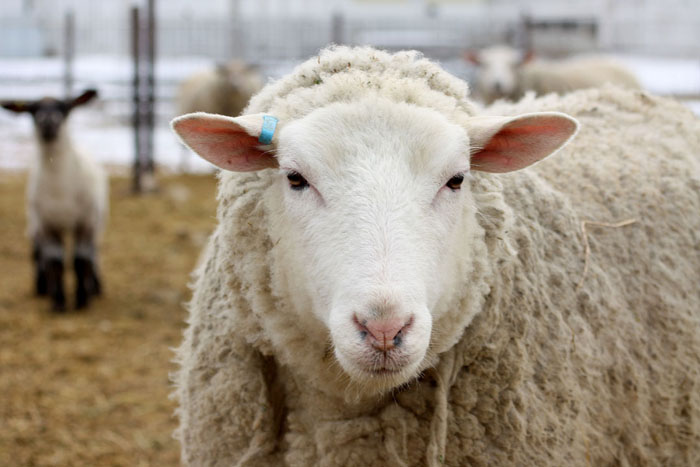 Eggs could help crack the bluetongue problem
