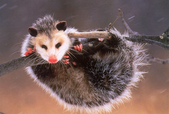 Illegal imports pose rabies threat