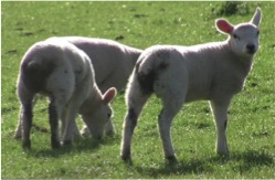 Parasite threat to livestock at turnout