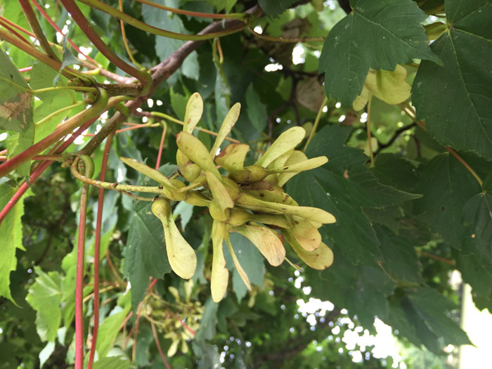 New test for deadly sycamore toxins