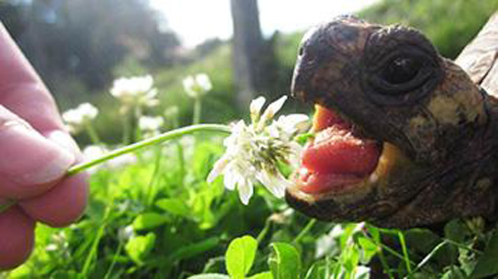 More exotic pets abandoned