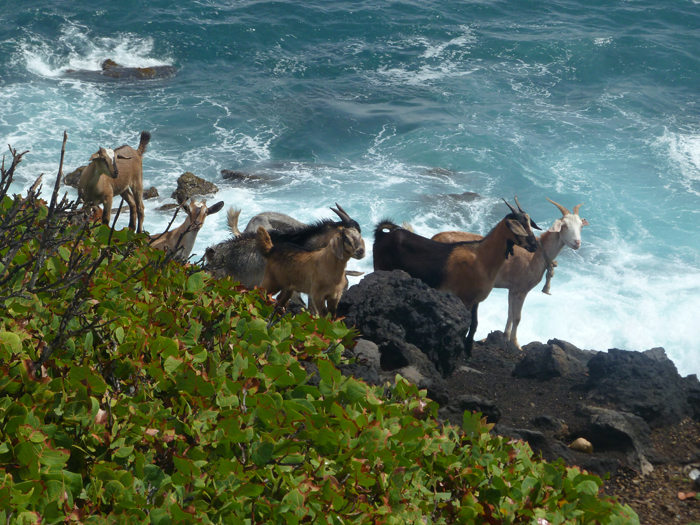 Moredun heads appliance of science at Sheep Vet Congress