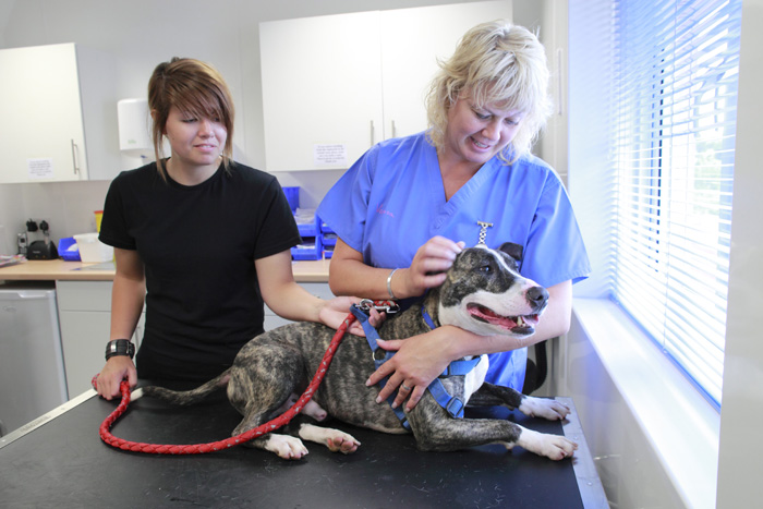 Owners must update microchip details, say charities