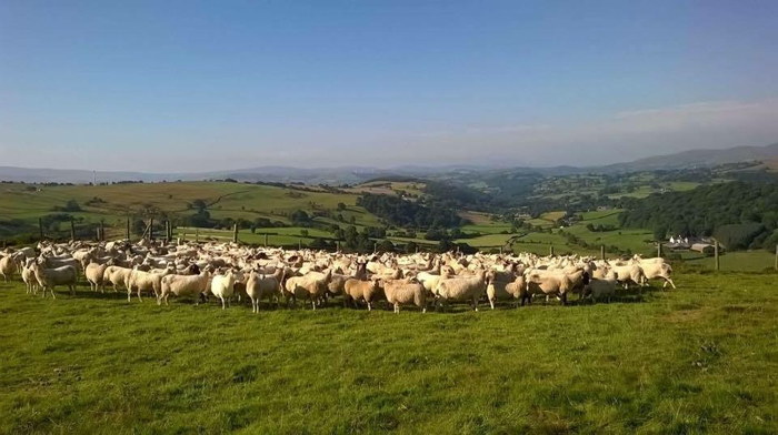 Increased parasite risk for lambs