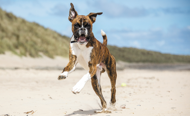 Pet obesity is still a weighty issue