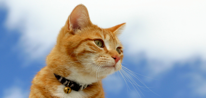 More than three-quarters of cats helped by Blue Cross were not microchipped