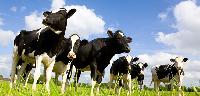 Livestock farmers urged to use correct injection sites