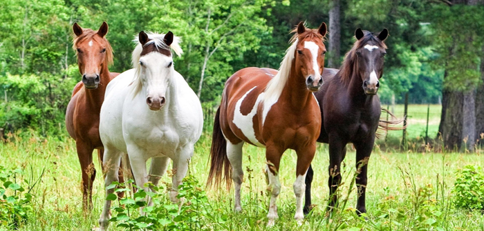 horses-in-field