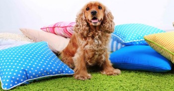 PDSA’s Animal Wellbeing Report highlights decline in vaccinations English cocker spaniel with pillows in room