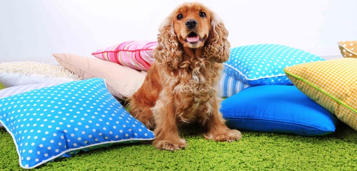 English cocker spaniel with pillows in room