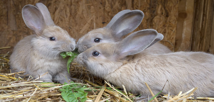 Rise of lockdown ‘starter pets’ could lead to increase in neglect