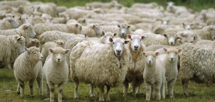 SCOPS urges sheep farmers to keep monitoring worm burdens in lambs