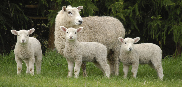 Workshops focus on planning winter feed options for sheep
