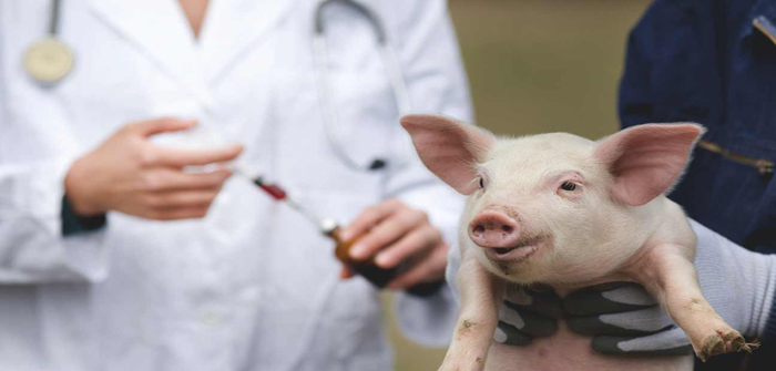 NOAH: AMR activities support Europe-wide antibiotic stewardship push