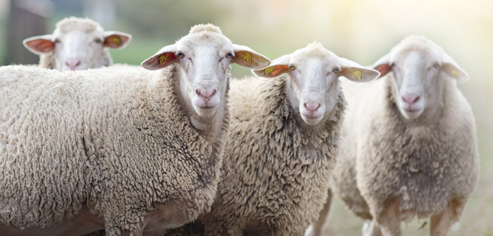 Wynnstay SQP workshops train advisers on sheep lameness reduction strategies