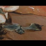 New video showing life cycle of liver fluke Adult fluke