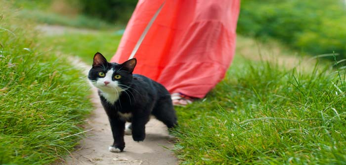 RSPCA warns that ‘cat on lead’ trend causes pets distress