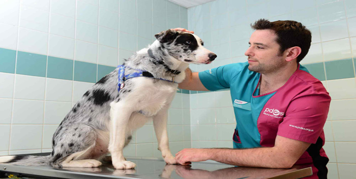 PDSA’s income breaks £100m barrier for the first time