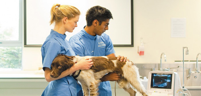 Nottingham Vet School first in UK for student satisfaction in all areas