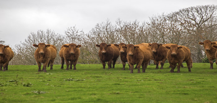 BVA highlights flood risk to livestock welfare