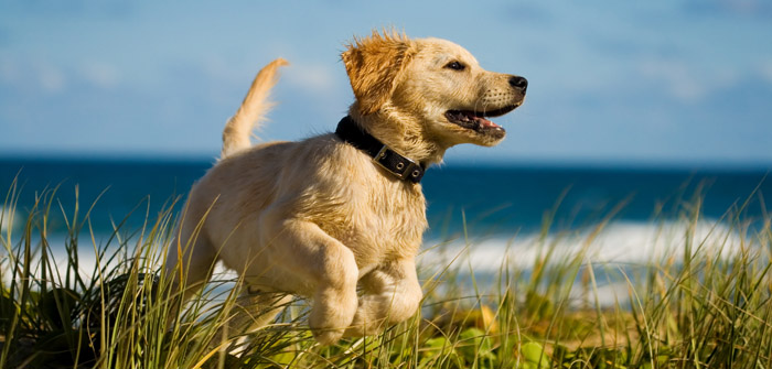 Animal Health Trust reminds dog owners to be aware of mystery seasonal illness