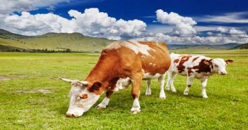 Merial launches vaccination awareness campaign as survey finds calf pneumonia remains prevalent Grazing cows