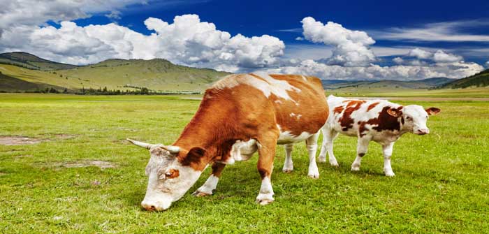 Merial launches vaccination awareness campaign as survey finds calf pneumonia remains prevalent