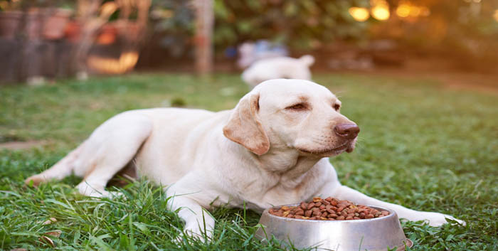 Pets suffering with mental health issues