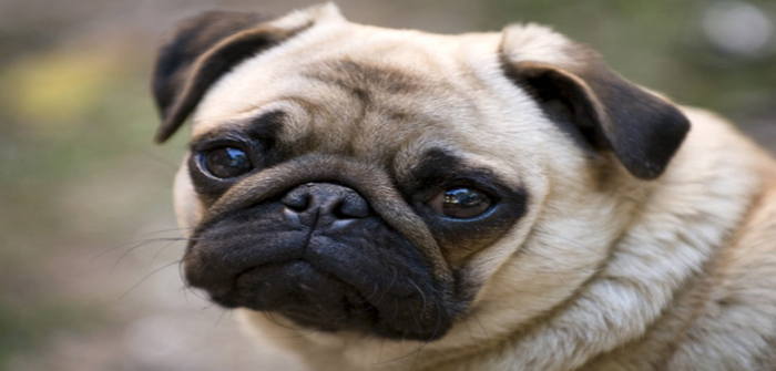 Dog breeding defects emerge as top concern for vets