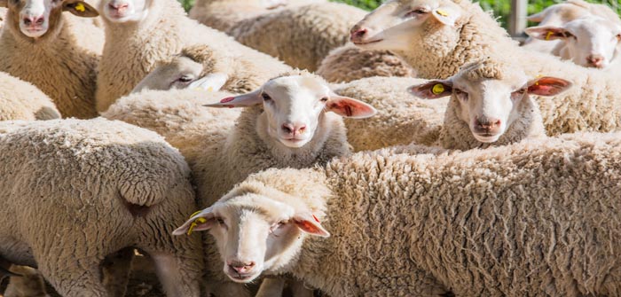 SCOPS updates its Know Your Anthelmintics Guide