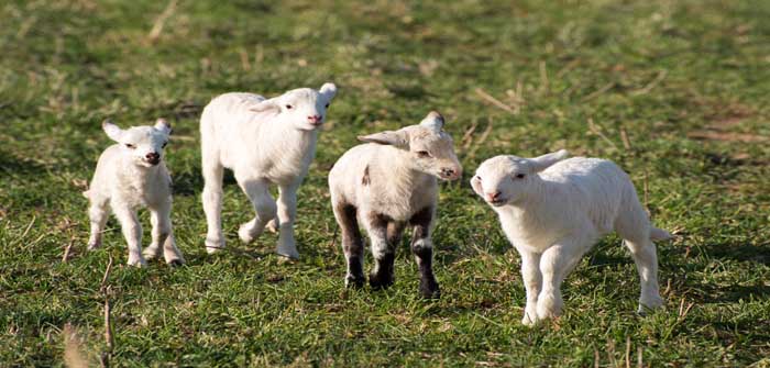 Planning safe grazing key to beating parasites at grass