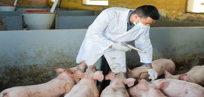 Veterinarian to make injection to domestic pigs