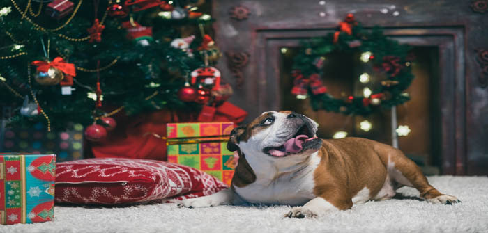 Ceva launches FELIWAY and ADAPTIL Christmas marketing pack