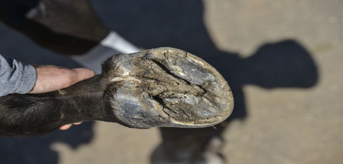 Research highlights need for new approach to crippling horse disease