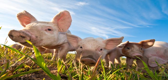 Organic derogation extension provides certainty for pig and poultry producers