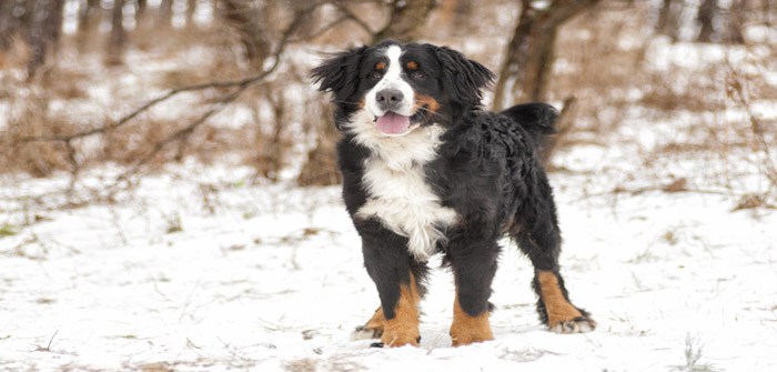 Experts explain how to help senior dogs through cold winter spells